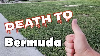 How Im Killing Bermuda Out Of Kentucky Bluegrass [upl. by Tara285]