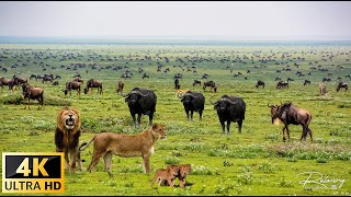 4K African Wildlife What Happen Next in Nature  Wildlife Secrets  Relaxing Nature In 4K [upl. by Nimrac]