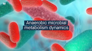 Deterministic factors control anaerobic microbial metabolism [upl. by Gregor]