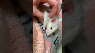 Pet Rat Remy ❤️ Cute Dumbo Rat 🐭 petrat huskyrat [upl. by Ahseuqram]