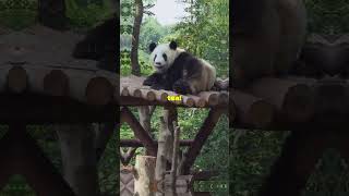 5 Adorable Facts About Pandas [upl. by Dorie]