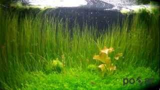 Freshwater Aquarium  microrasbora galaxy danio margaritatus red cherry shrimps  GoPro Hero 170 [upl. by Ahseki]