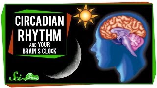 Circadian Rhythm and Your Brains Clock [upl. by Hampton]