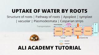 GCSE Biology  Active Transport 9 [upl. by Duong454]