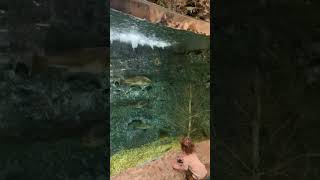 Bass Pro Shops Aquarium In Gainesville Florida [upl. by Cloe]