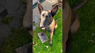 Trooper just keeps learning Cadaver dog at work searchandrescue malinois [upl. by Eittod]