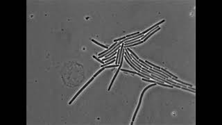 Bacillus thuringiensis  Vegetative Reproduction and Formation of Spores [upl. by Vanhook]