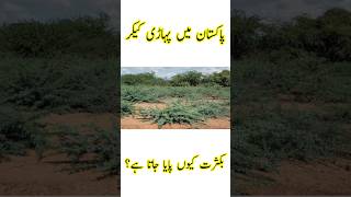 Why Prosopis Juliflora is Found Abundantly in Pakistan  Pakistan Main Pahari Kekar [upl. by Idihc]