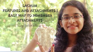 SACRUM  FEATURES AND ATTACHMENTS  ANATOMY  SIMPLIFIED ✔ [upl. by Down613]