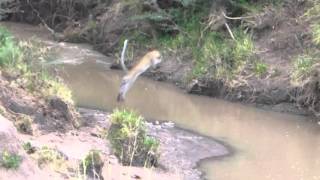 Female Leopard jumping a river in Masai Mara [upl. by Gilburt]