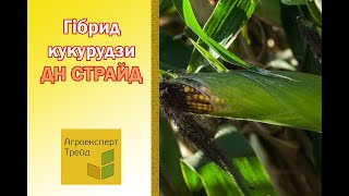 Кукурудза ДН Страйд 🌽  опис гібрида 🌽 [upl. by Amar]