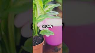 STOP Killing Your Plants When You Repot Them [upl. by Tattan]