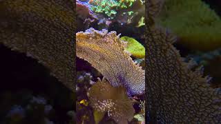 AAC Paul’s Favourite Octocoral  Gorgonia Ventalina frags reeftank aquarium 4k [upl. by Joannes]