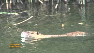 Nutria  Ragondin  Coypu [upl. by Atinauq182]