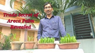 Propagation of Areca Palm from seeds  The Trade Secret Revealed [upl. by Zaraf]