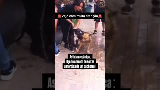 COMO FAZER UM CACHORRO SOLTAR OUTRO NUMA BRIGA pets adestramento cachorro memes cachorros [upl. by Edyth]