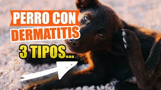 🐶3 DERMATITIS en PERROS 👇Causas Síntomas y Qué Hacer [upl. by Jule]