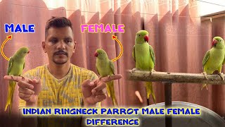 How to find Ringneck Parrot Male or Female Difference  PBI Official [upl. by Fari]