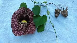 Dutchmans Pipe Vine Aristolochia macrophylla [upl. by Eznyl]