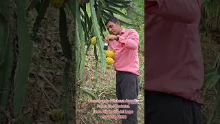 Pitahaya Amarilla Palora Cultivada en Honduras Fernando nca Pitahayas del Lago 50495001330 [upl. by Inasah234]