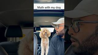 Mini Cockapoo Thinks About Math Question Before Answering 😳 [upl. by Dion697]