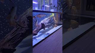 My SHARK CATFISH  Stormii catfish in the MONSTER FISH MEGA TANK catfish monsterfish aquariums [upl. by Riggall]