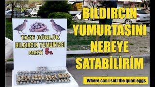 BILDIRCIN YUMURTASINI NEREYE SATABİLİRİM [upl. by Issak]