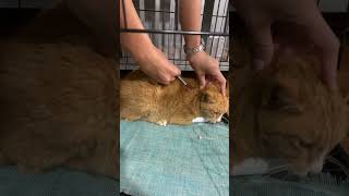 Symptom of parvo virus on cat and antibiotic for treatment [upl. by Annail195]