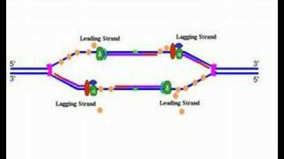 DNA replication [upl. by Antony]