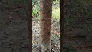 mahogany plant growth after 8 years shivashakti mahogany tone महोगनी [upl. by Shih]