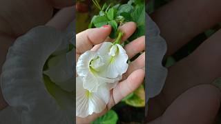 Aparajita flowers benefits plants gardening flowers agriculture aparajita healthy garden yt [upl. by Steven328]