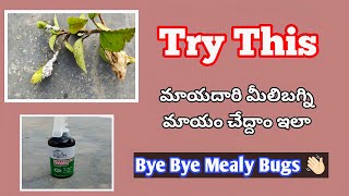 సమయం లేని వాళ్ళకి సూపర్ చిట్కాhow to get rid of mealy Bugs gardening plantinghibiscus pest how [upl. by Metzger]