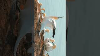 🐦☆⁴⁰ Northern Gannet Morus bassanus in Gannet Booby Family Sulidae [upl. by Dicky]