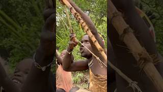 Hadza tribe bows and arrows are made up of special wood [upl. by Johnath]