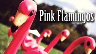 SCP1507 quotPink Flamingosquot [upl. by Bodnar]