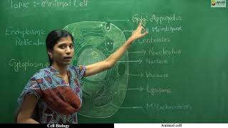 T1 B2 EC2  Plant cell  Animal cell  Difference between Plant cell and Animal cell [upl. by Spooner529]