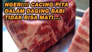 Kenapa Cacing Pita tak bisa mati di Daging Babi [upl. by Roarke]