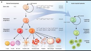 Stem Cells and Cancer Treatment A New Frontier in Oncology [upl. by Hurd636]