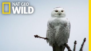 Silent Snowy Owl Attack  Alaskas Deadliest [upl. by Marve242]