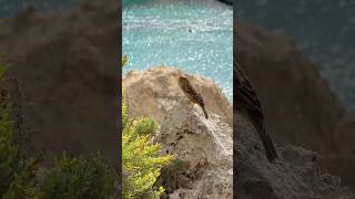 Lunch time for this cute little bird from Malta travel europe malta birds animals wildlife [upl. by Hildie]