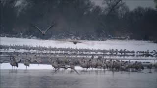 Lever des Grues cendrées dans la neige au Lac du Der en Champagne Janvier 2019 [upl. by Lodi183]