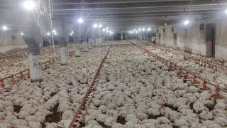 28000 Broilers chicks Control shed 21 days completed [upl. by Feer]