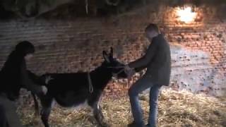 Donkeys behaving not so good and their farrier [upl. by Colinson]