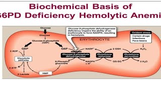 شرح G6PD [upl. by Yltnerb]