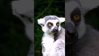 nature  lemur  animal  forest  beautiful scenery  relaxing clip  PT 9  EP 1  🏞️🌄🤩😍🥰❤️💕 [upl. by Teplitz]