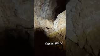 Chauve souris  cave speleology speleo [upl. by Nrev]