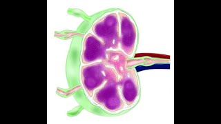 What are the High Endothelial Venules HEV and What is Their Role Inside Lymph Nodes Pr J Moore [upl. by Sherburn]