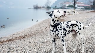 How Dalmatians Are Known for Their Endurance [upl. by Anirbed]