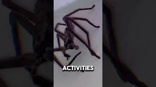 Huntsman Spider  One Of The Largest Spiders In The World [upl. by Psyche]