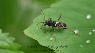 LONGHORN BEETLE Clytus ruricola [upl. by Elleynod]